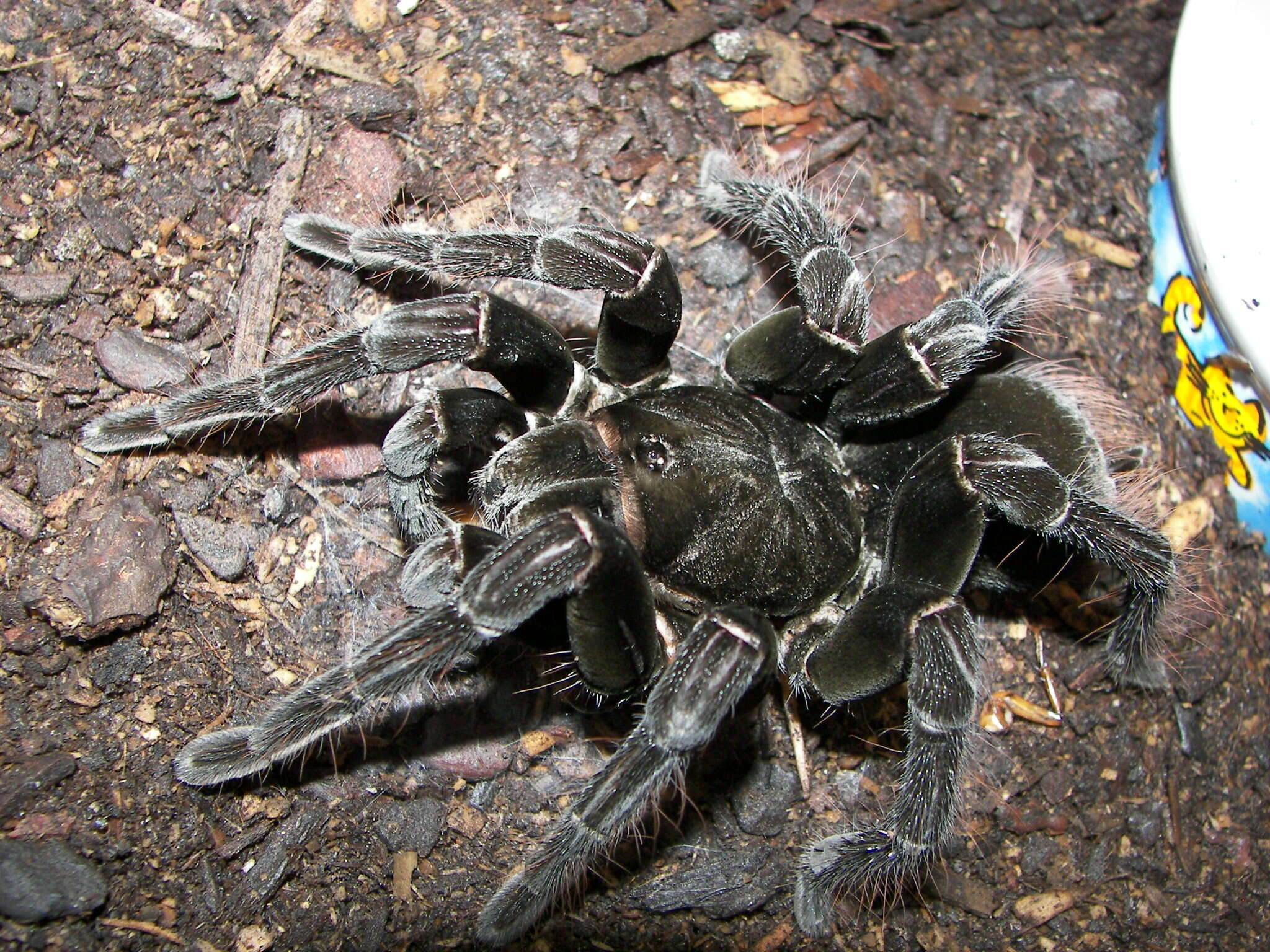 Image of Peruvian Steely Blue Tarantula