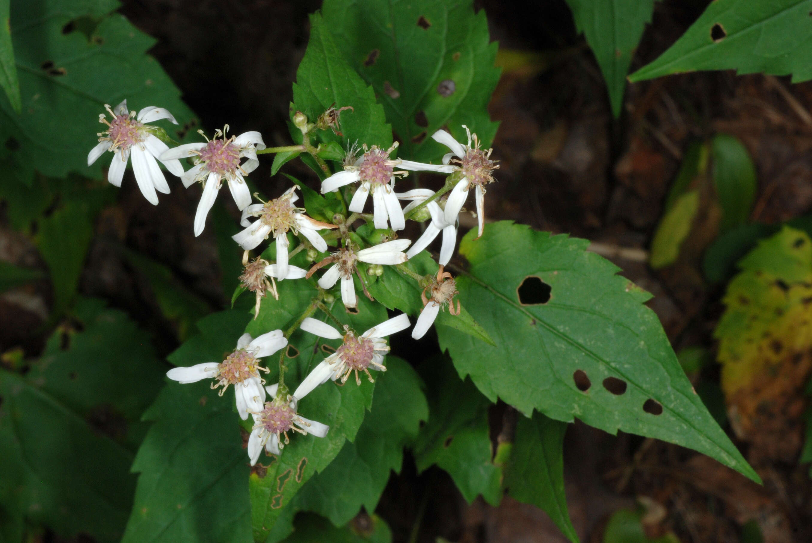 Image of white wood aster