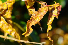 Image de Austropuccinia psidii (G. Winter) Beenken 2017