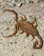 Image of Arizona Bark Scorpion