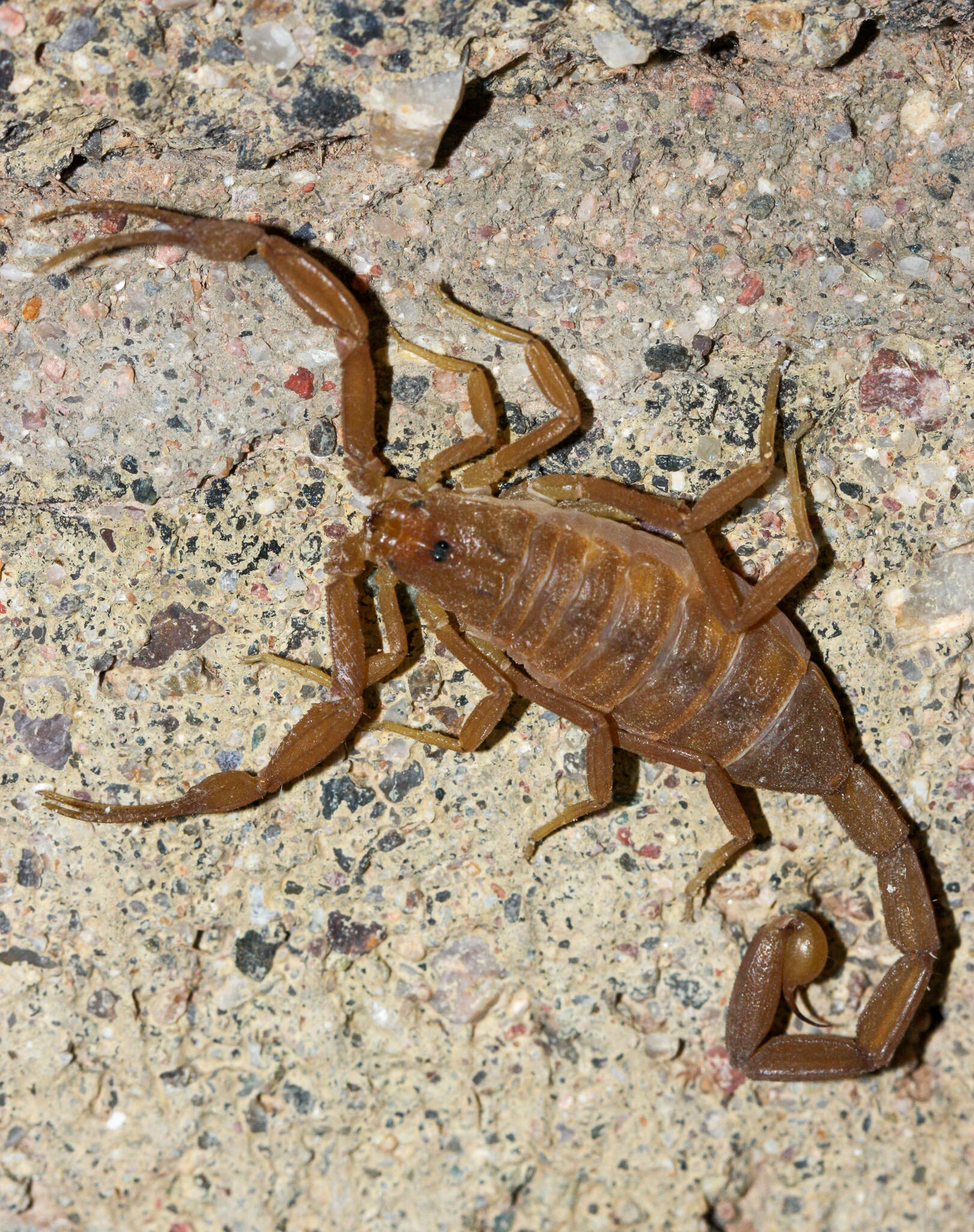 Image of Arizona Bark Scorpion