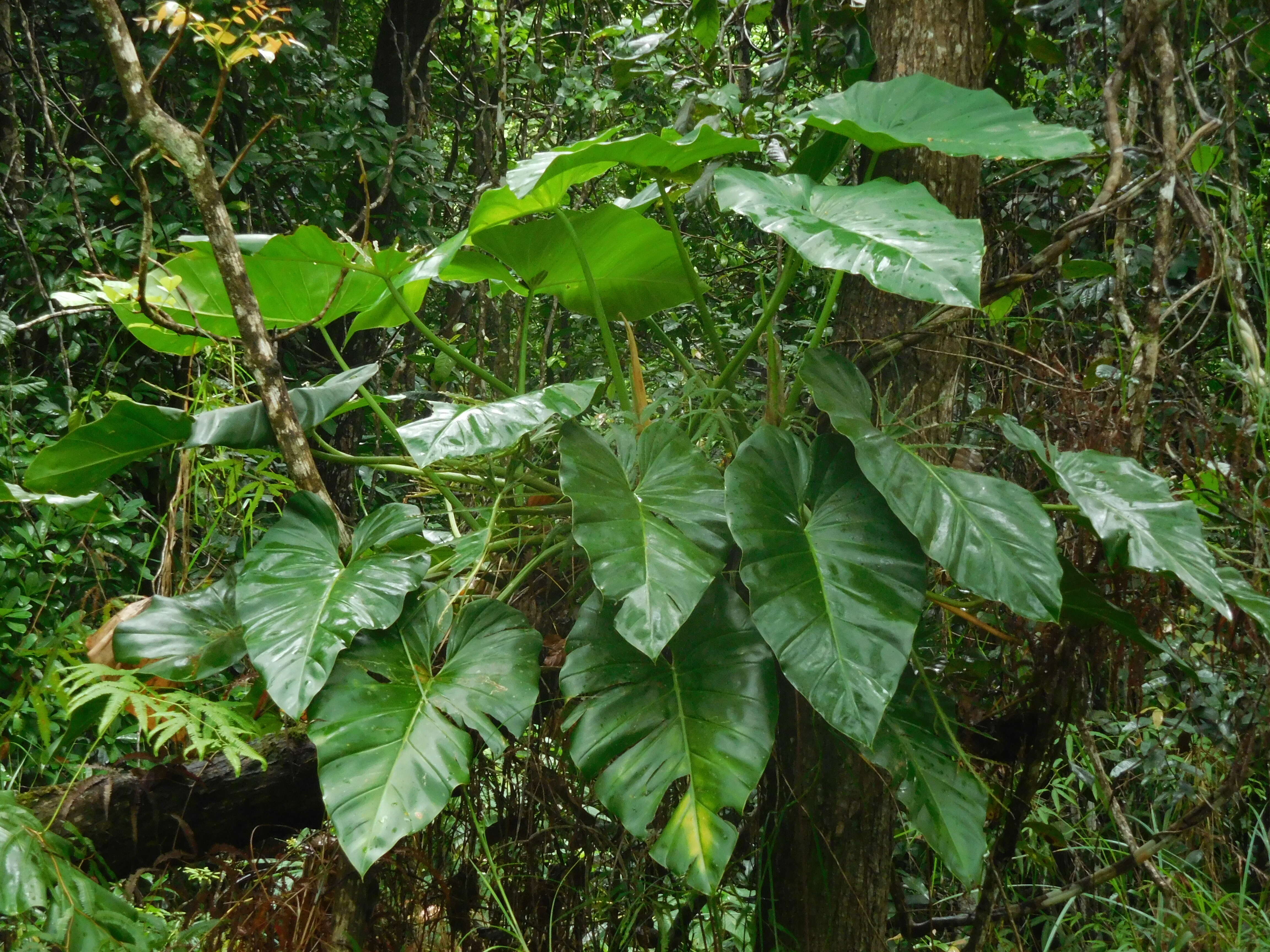 Image of giant philodendron
