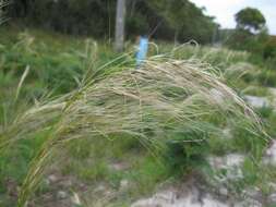 Image of Austrostipa mollis (R. Br.) S. W. L. Jacobs & J. Everett