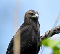 Image of Black Eagle