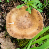 Image of Lentinus brumalis (Pers.) Zmitr. 2010