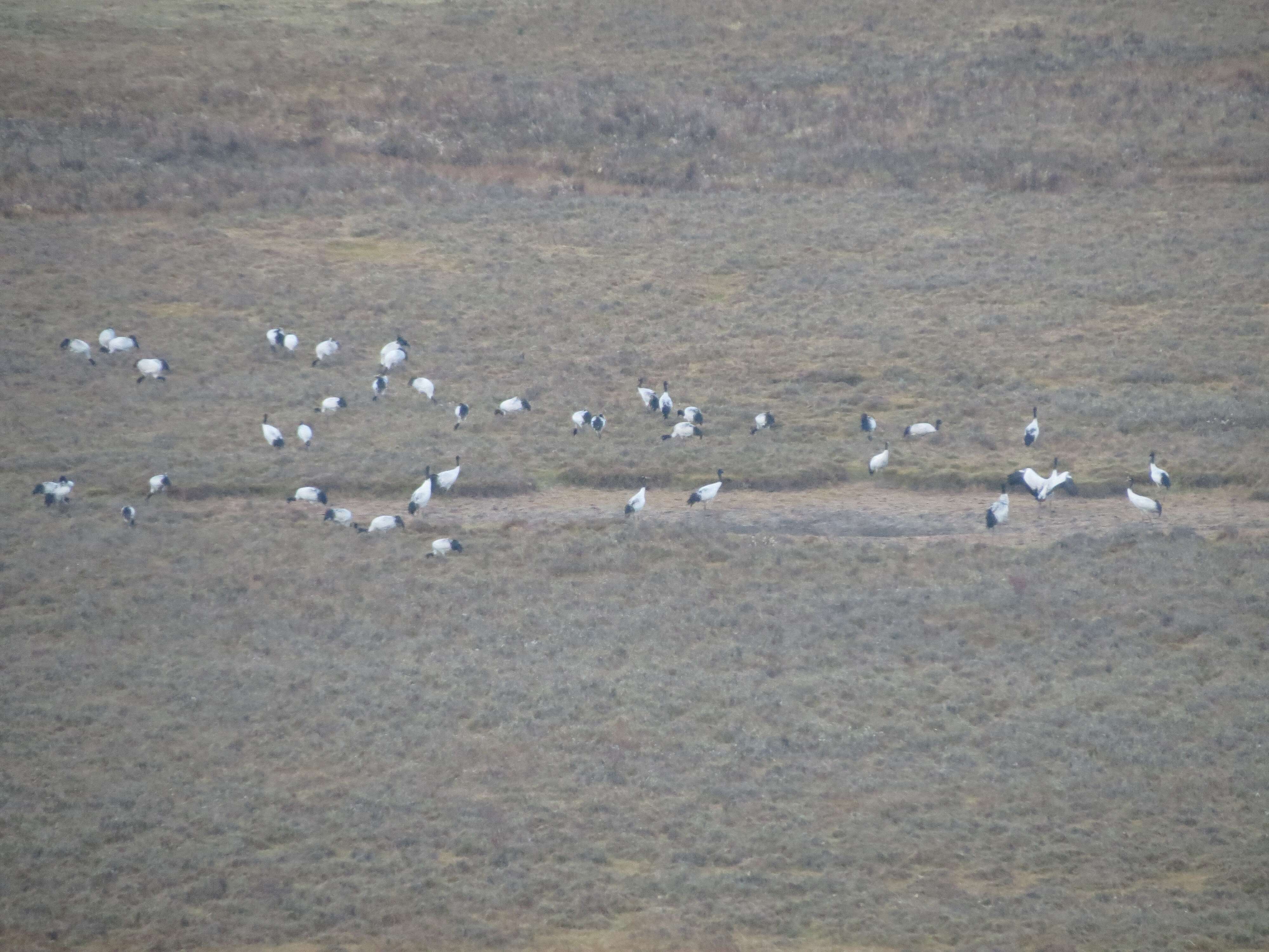 Слика од Grus nigricollis Przewalski 1876