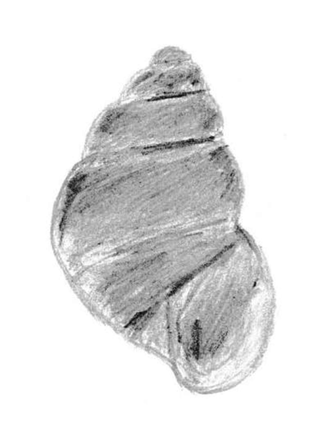 Image of Beddomeia Petterd 1889