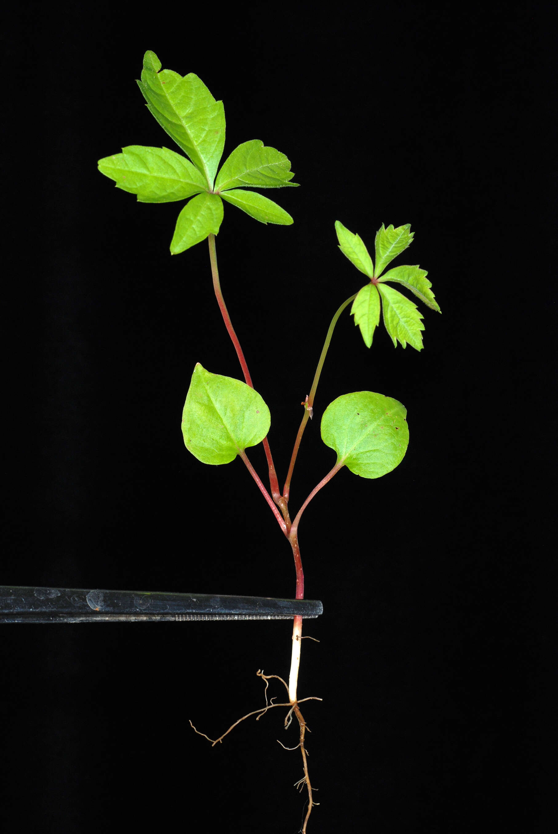 Image de vigne vierge vraie