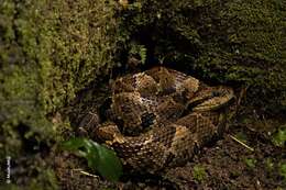 Image of Jumping Pit Viper