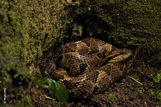 Image of Jumping Pit Viper