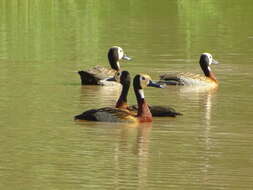 Image of White-faced Whistling Duck