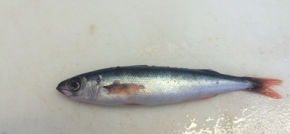 Image of <i>Emmelichthys nitidus</i> Richardson 1845