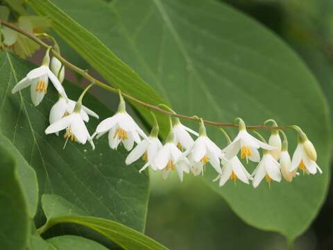 Plancia ëd Styrax obassia Siebold & Zucc.