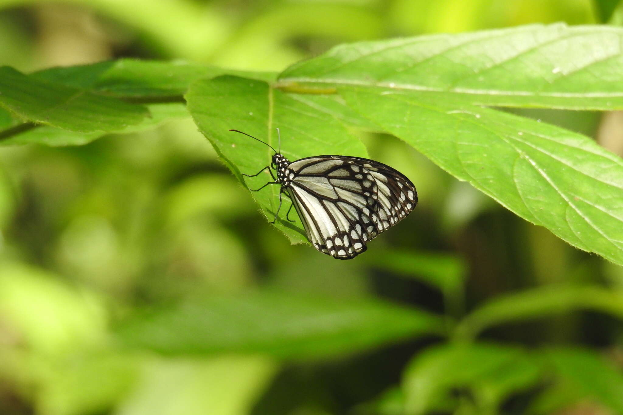 Image de Danaus (Anosia) melanippus Cramer 1777