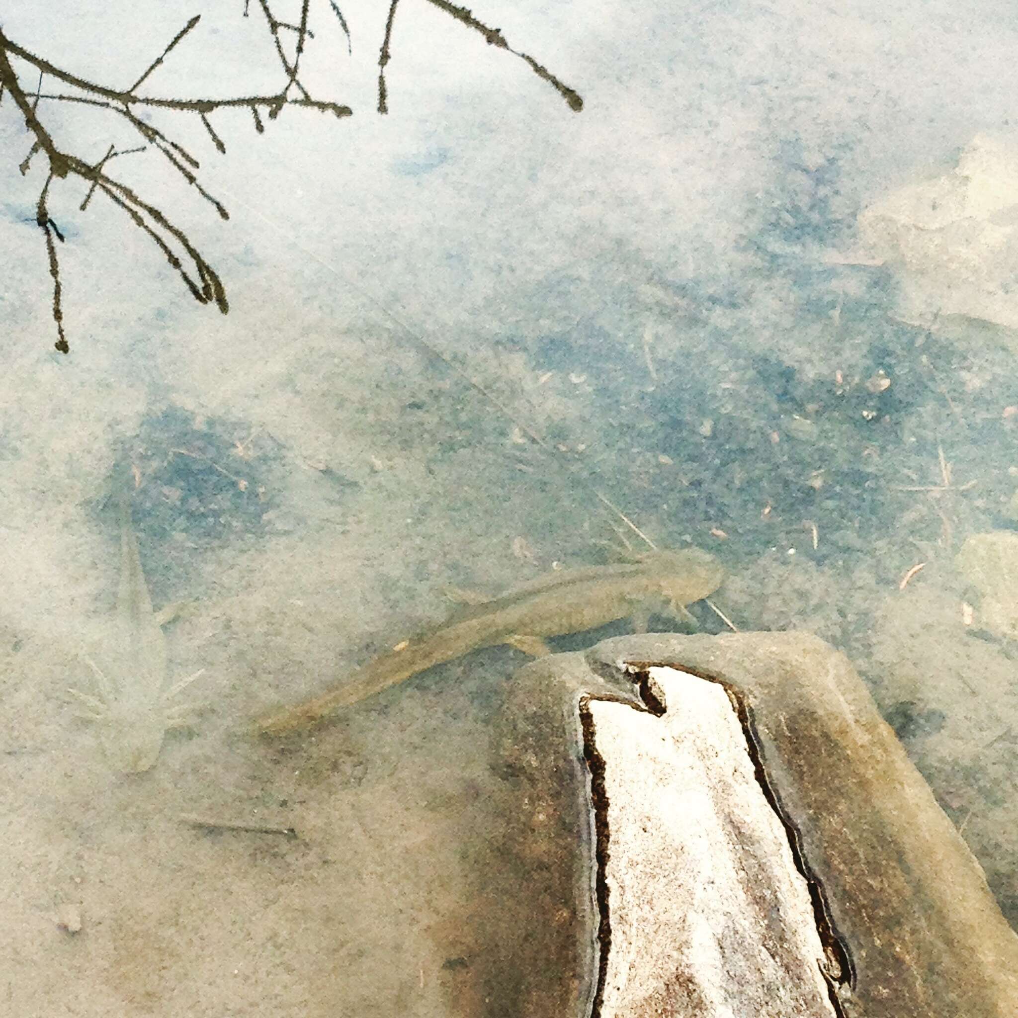 Image of Barred Tiger Salamander