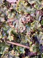 Image of common liverwort