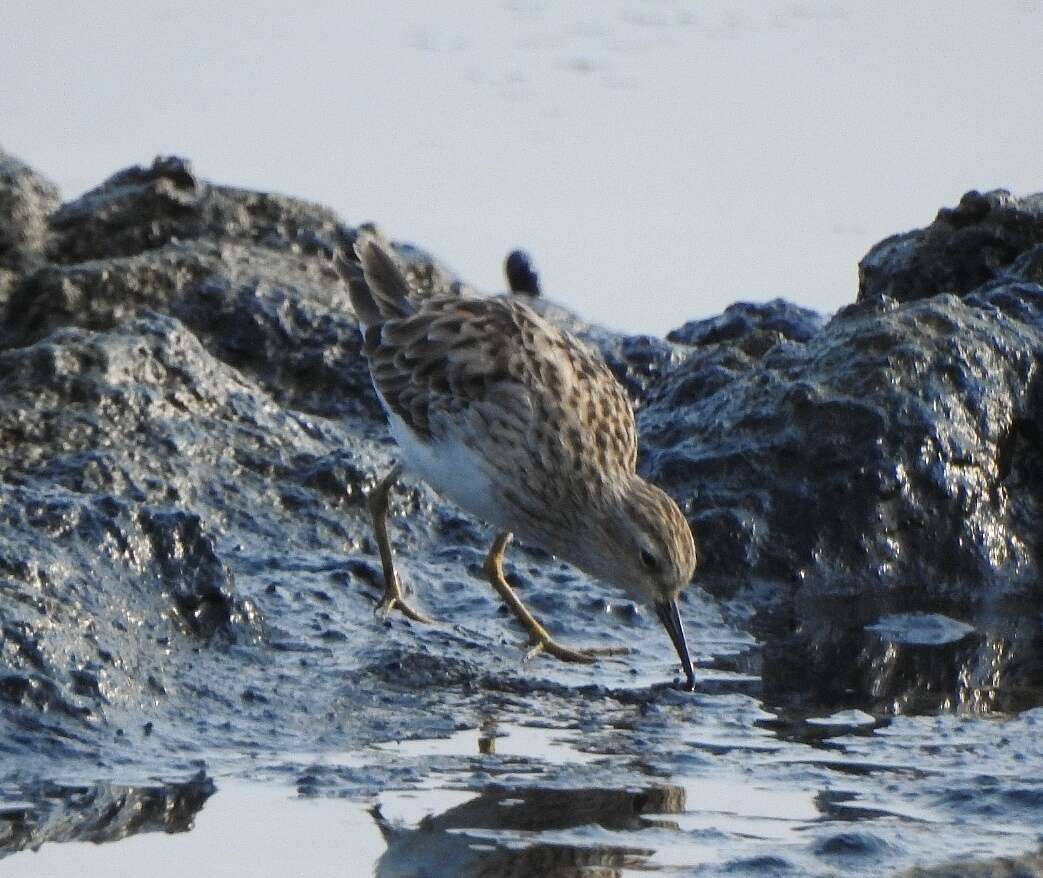 Image of Long-toed Stint