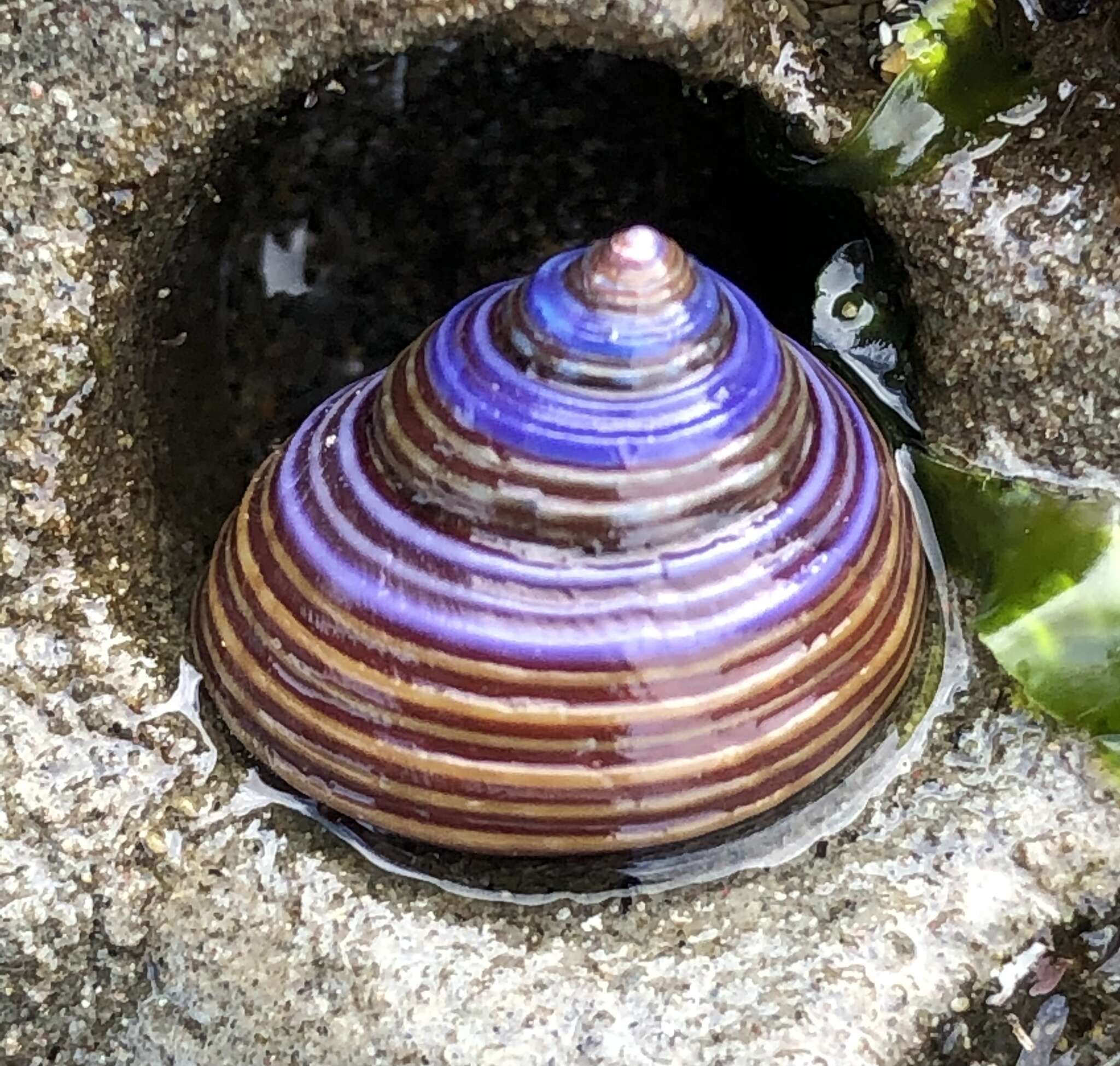 Image of Blue Top Snail