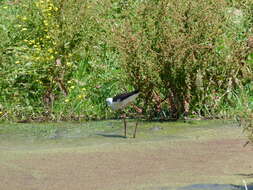 Image of Black-winged Stilt