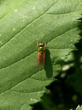 Sivun Chloromyia formosa (Scopoli 1763) kuva