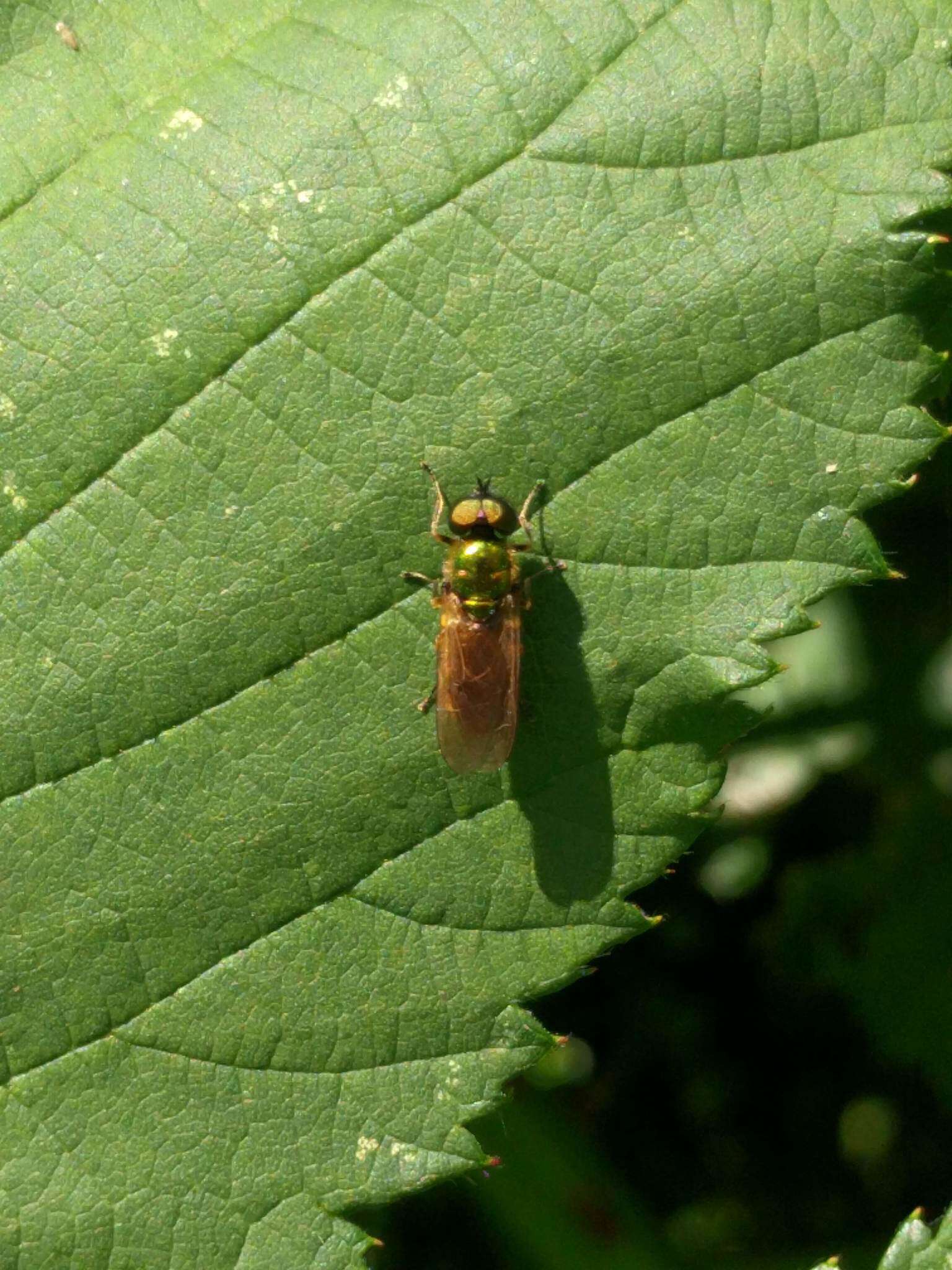 Sivun Chloromyia formosa (Scopoli 1763) kuva