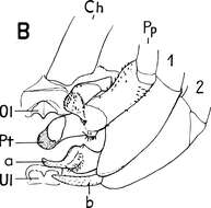 Image of Daddy longleg