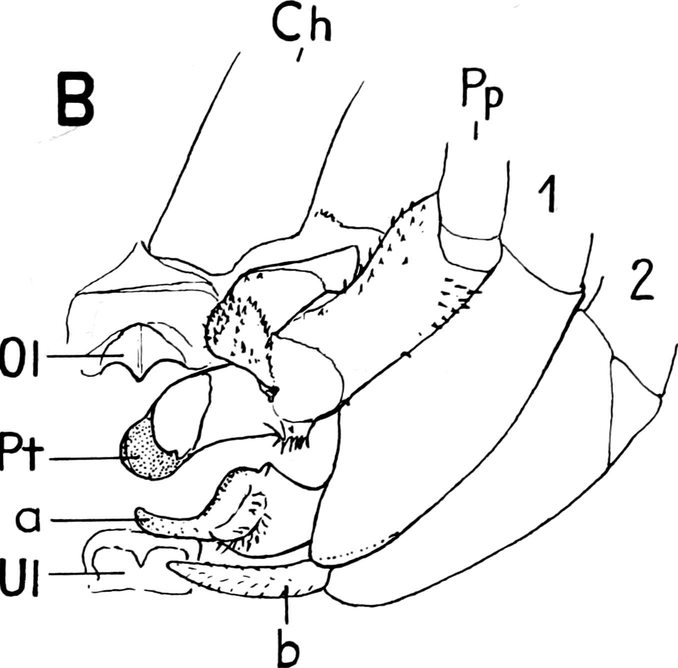 Image of Daddy longleg