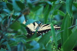 Image of Eastern Tiger Swallowtail