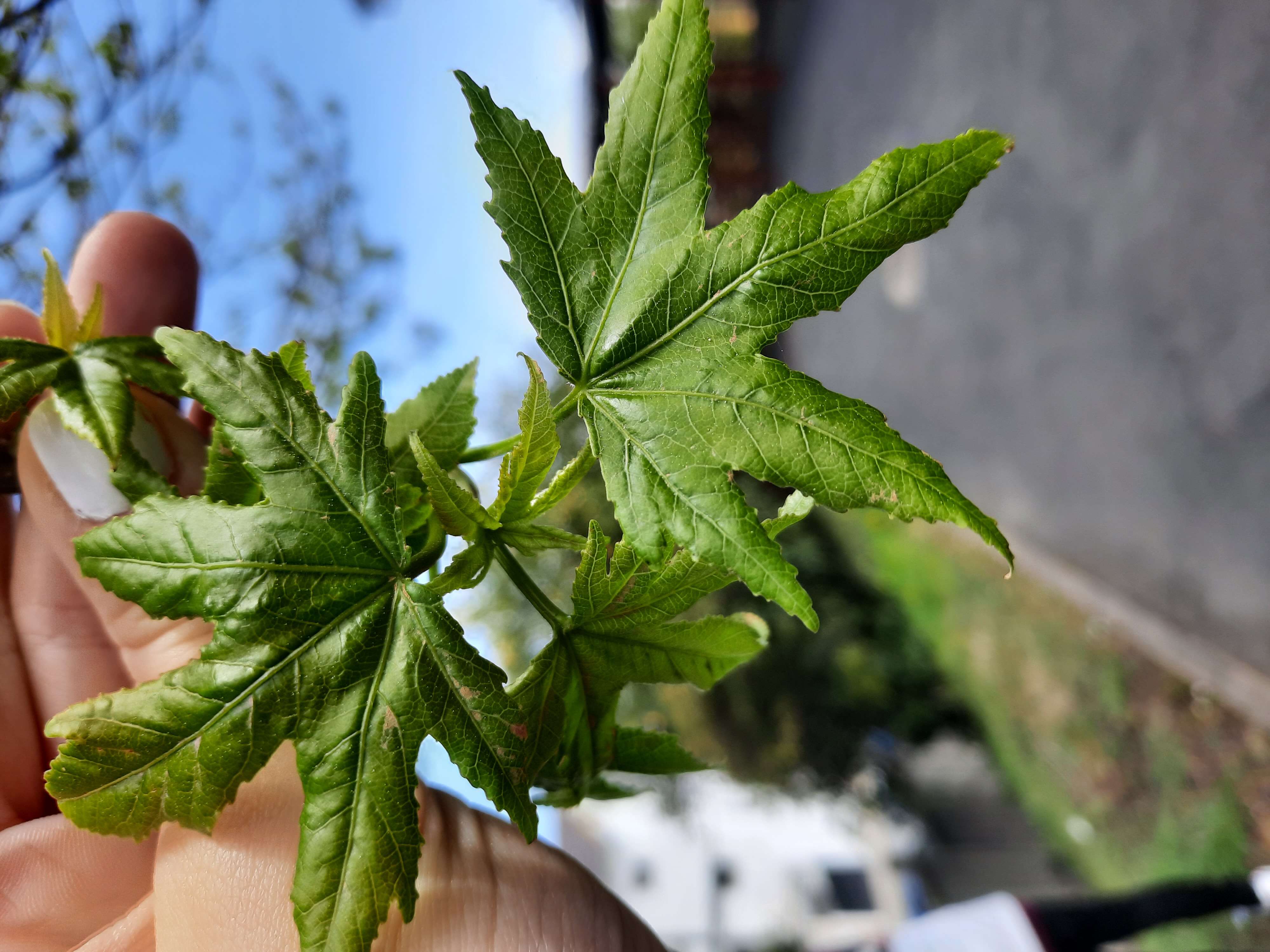 Image of American Sweetgum