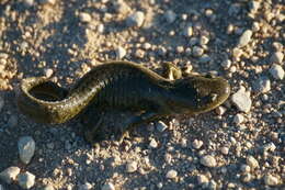 Image of Barred Tiger Salamander