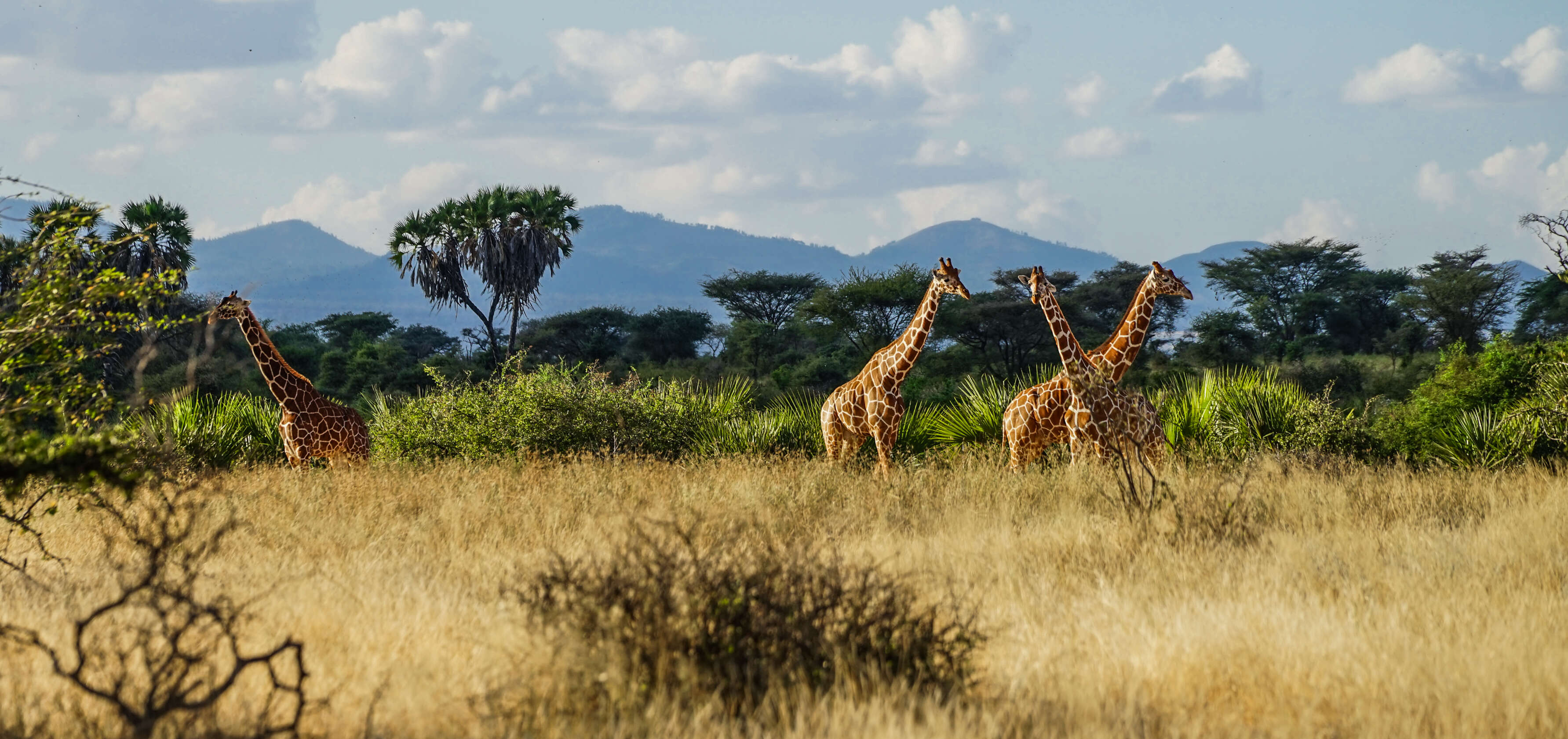 Image of reticulated giraffe