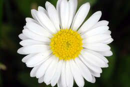 Image of Daisy