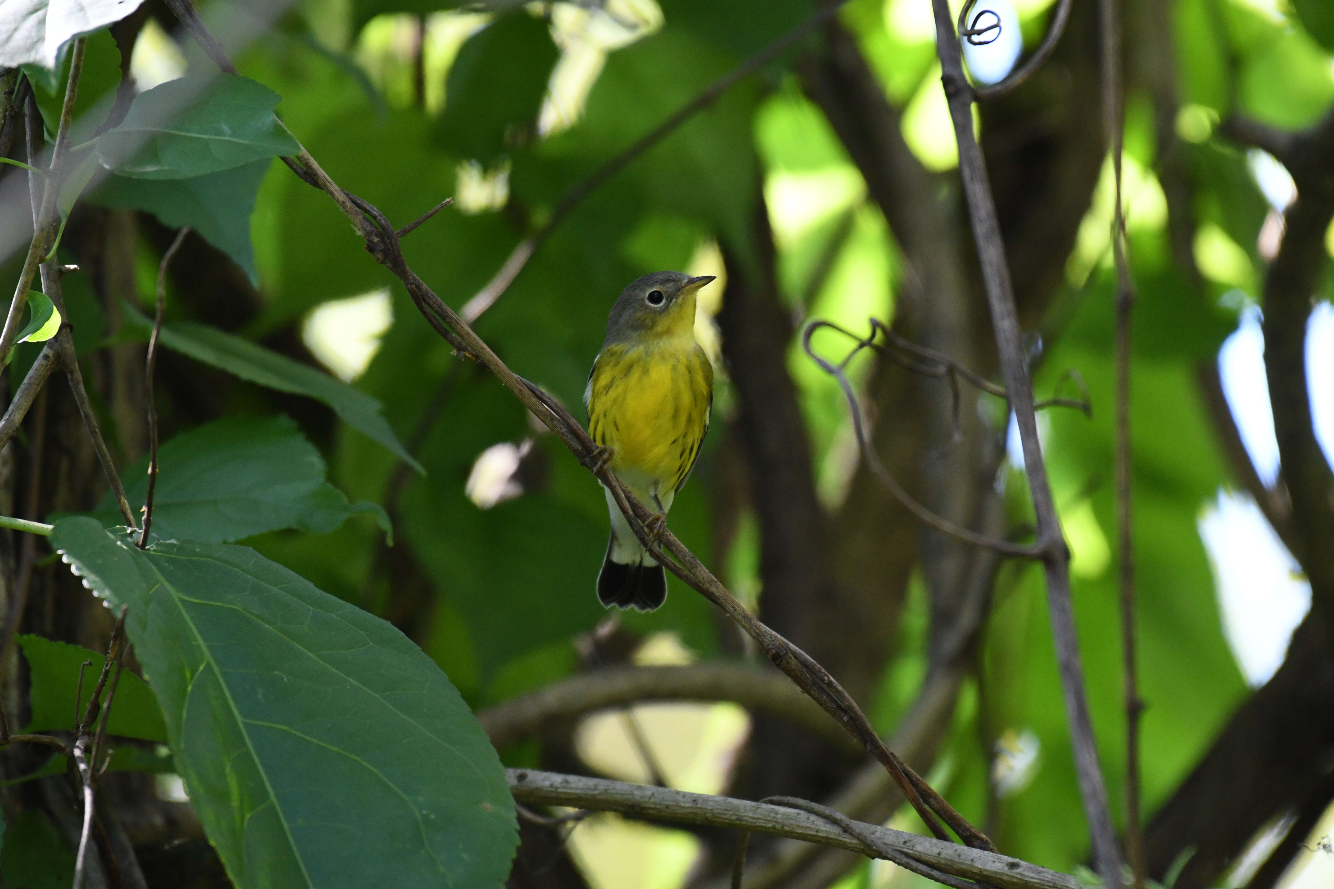 Image of Magnolia Warbler