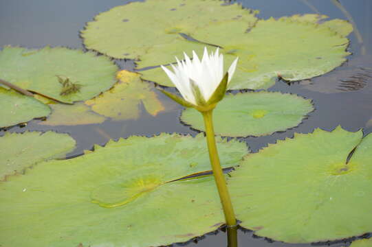 Image de Nymphaea ampla (Salisb.) DC.