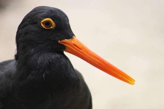 Image of African Black Oystercatcher