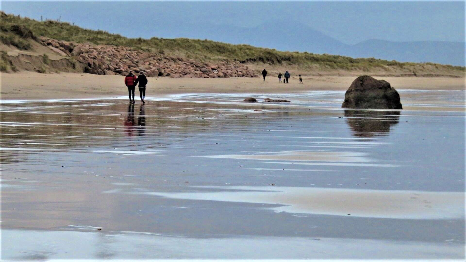 Image of European beachgrass