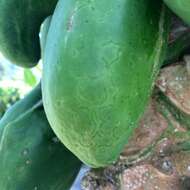 Sivun Papaya ringspot virus kuva