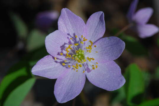 Image of Rue-Anemone