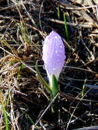 Image of Colchicum bulbocodium Ker Gawl.