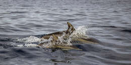 Image of Atlantic Dolphin