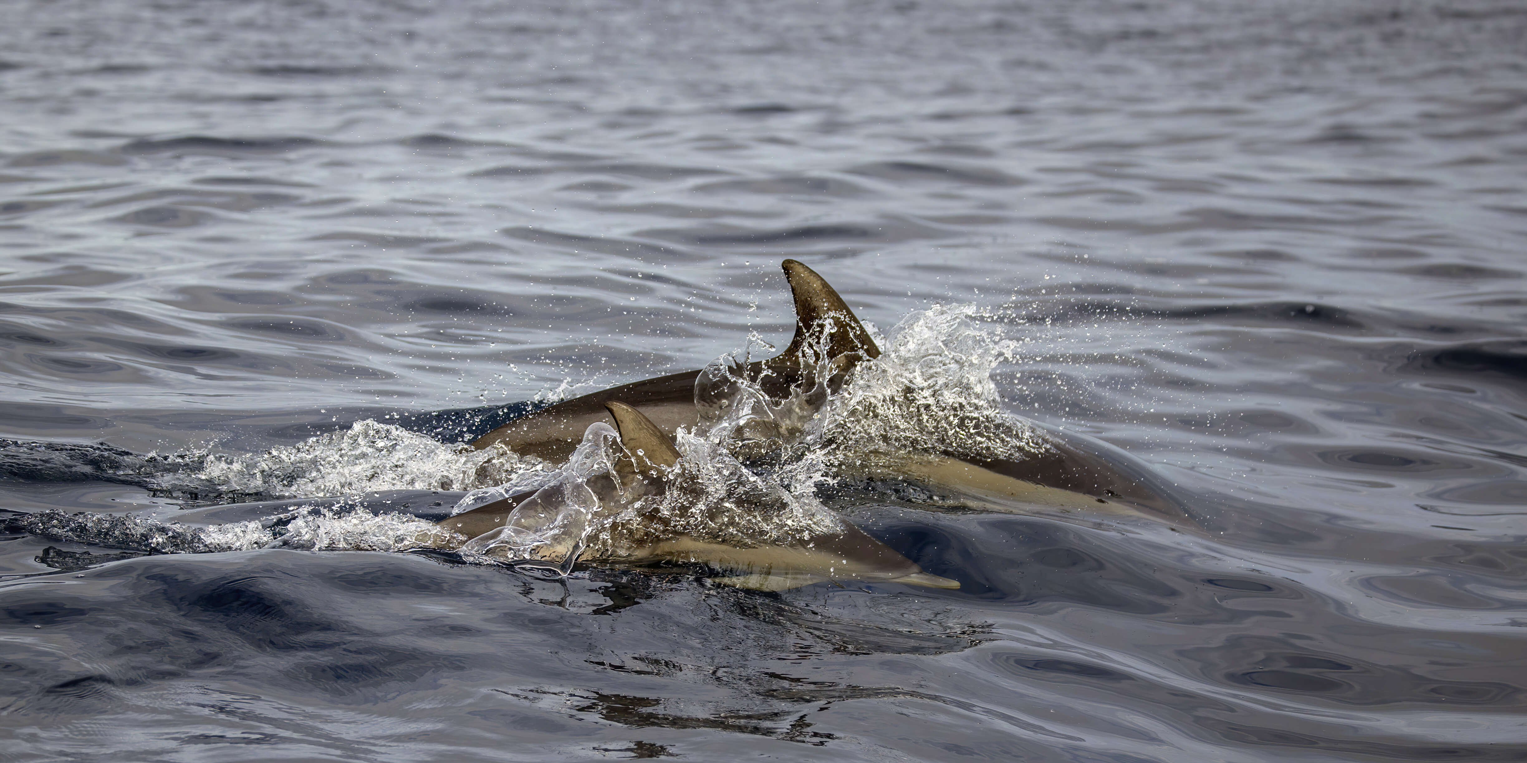 Image of Atlantic Dolphin