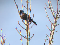Image of common grackle