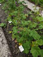 Image of cluster mallow