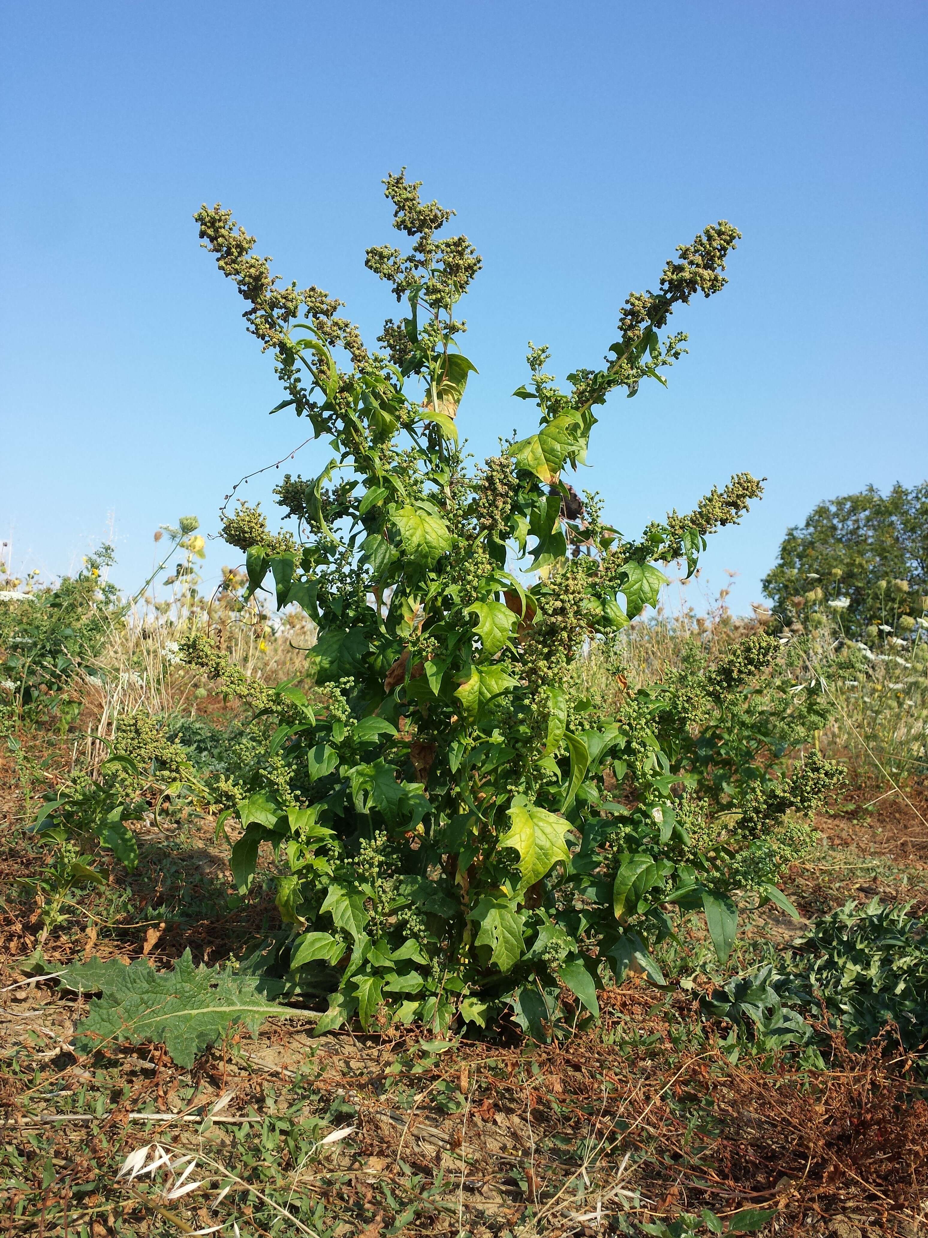 Image de Chenopodiastrum hybridum (L.) S. Fuentes, Uotila & Borsch