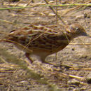 Image of Small buttonquail