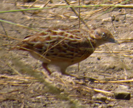 Image of Small buttonquail