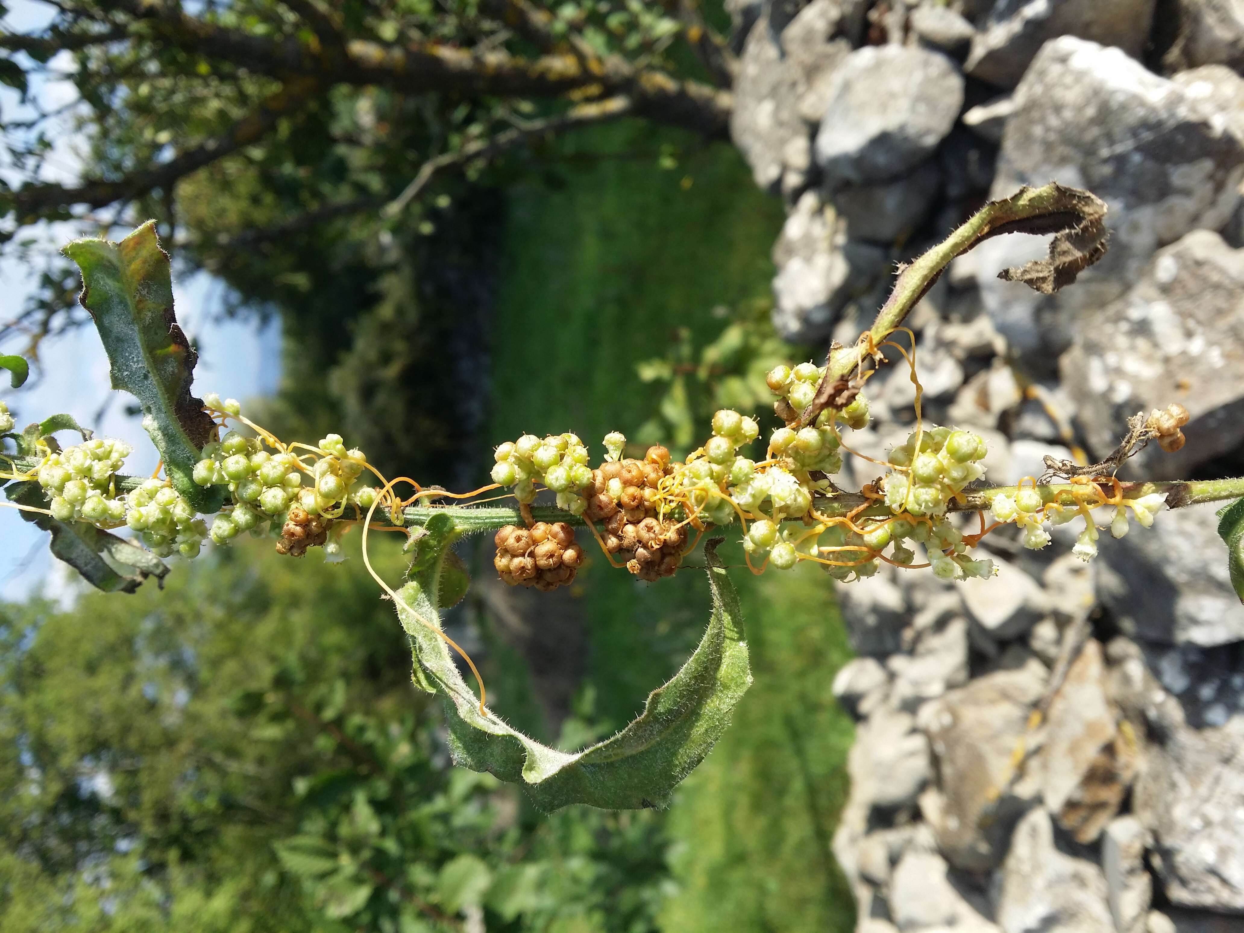 Image of Cuscuta campestris