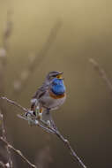 Image of Bluethroat