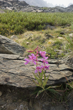 Image of <i>Chamerion angustifolium circumvagum</i>