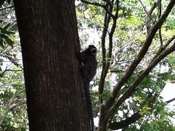 Image of Common Marmoset